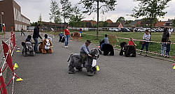 Regio Mechelen - Overname-opportuniteit: Verhuur van electrische carts - Dieren op wielen